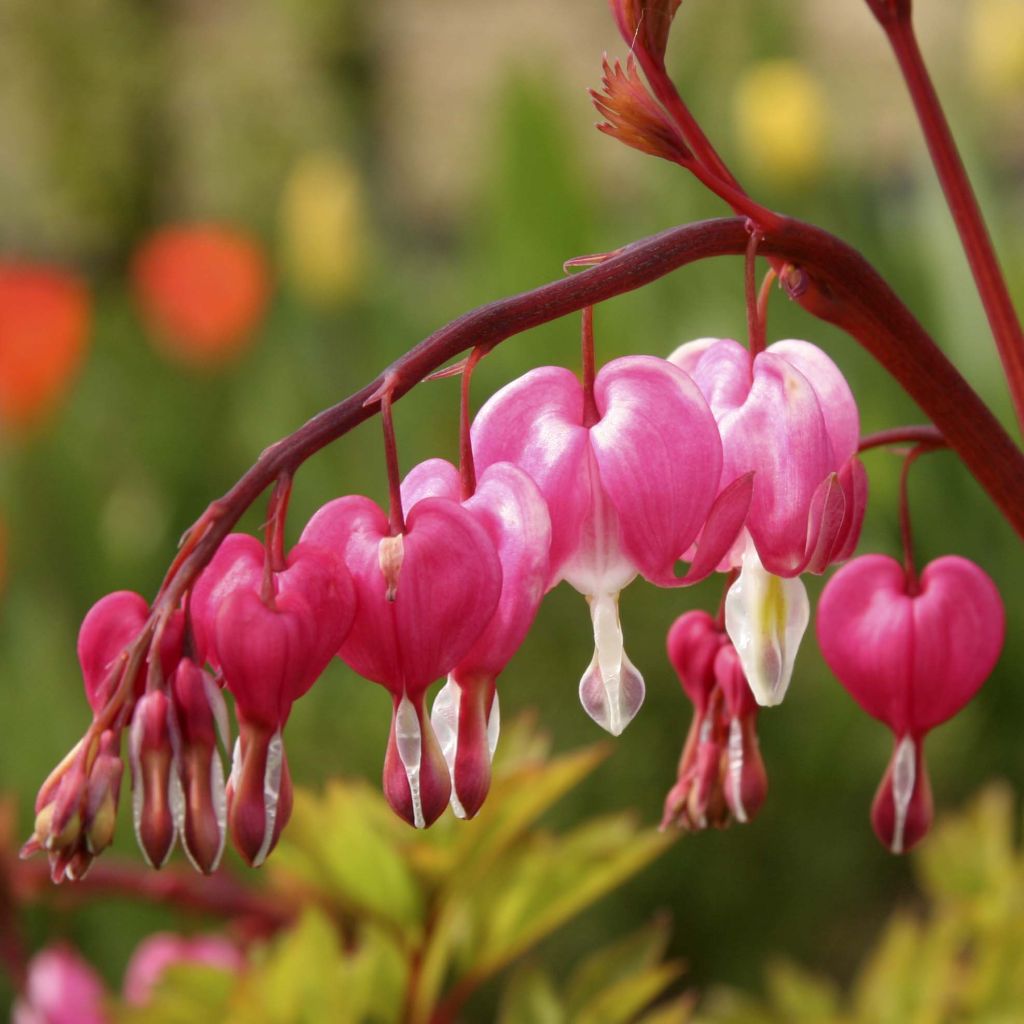 Dicentra spectabilis Roze - Gebroken hartje