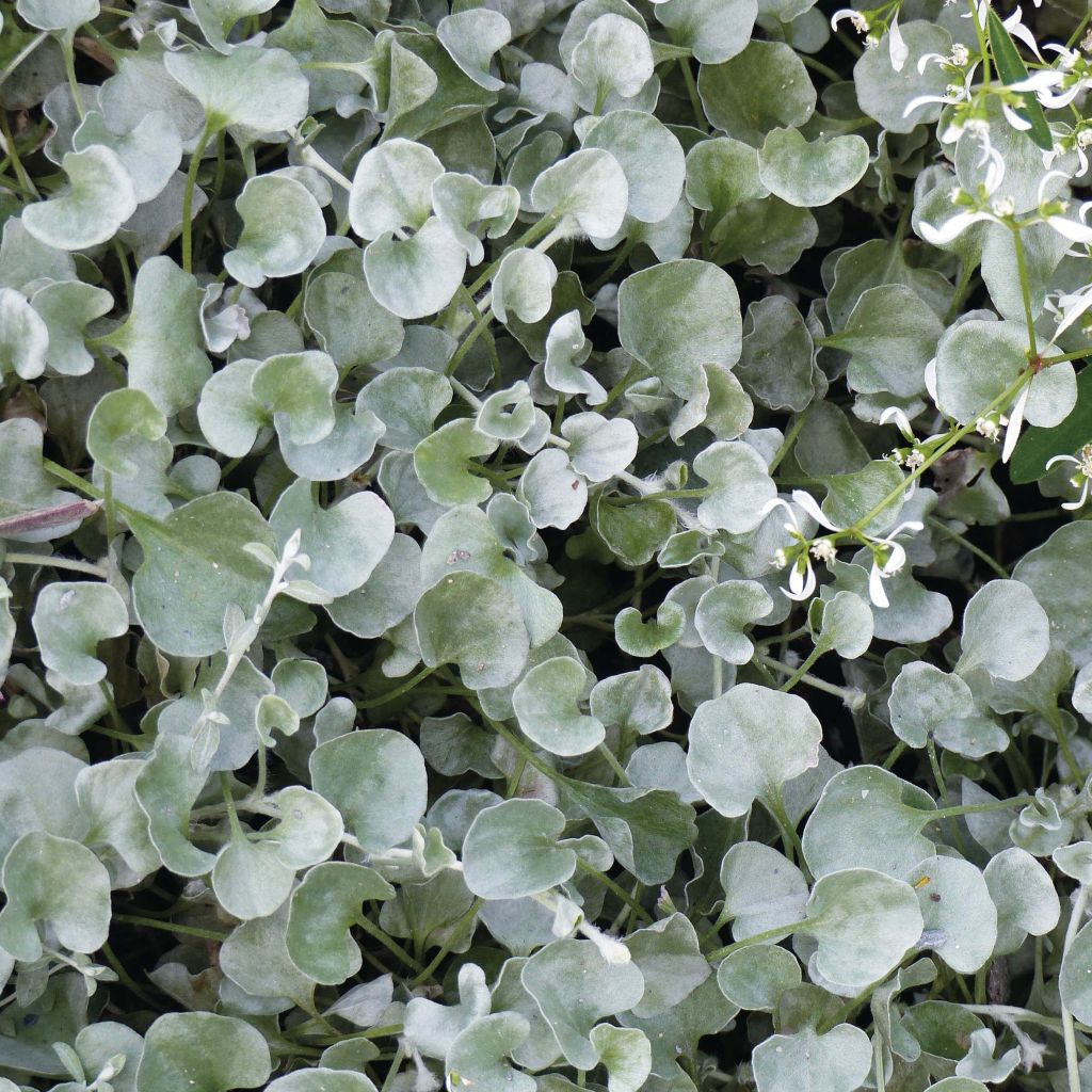 Dichondra Silver Falls - Zilveren dichondra