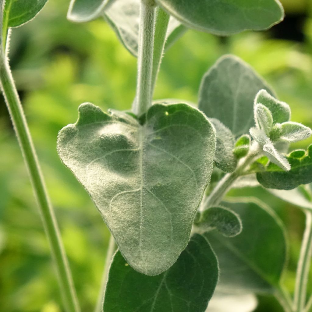 Dicliptera suberecta - Jacobinia