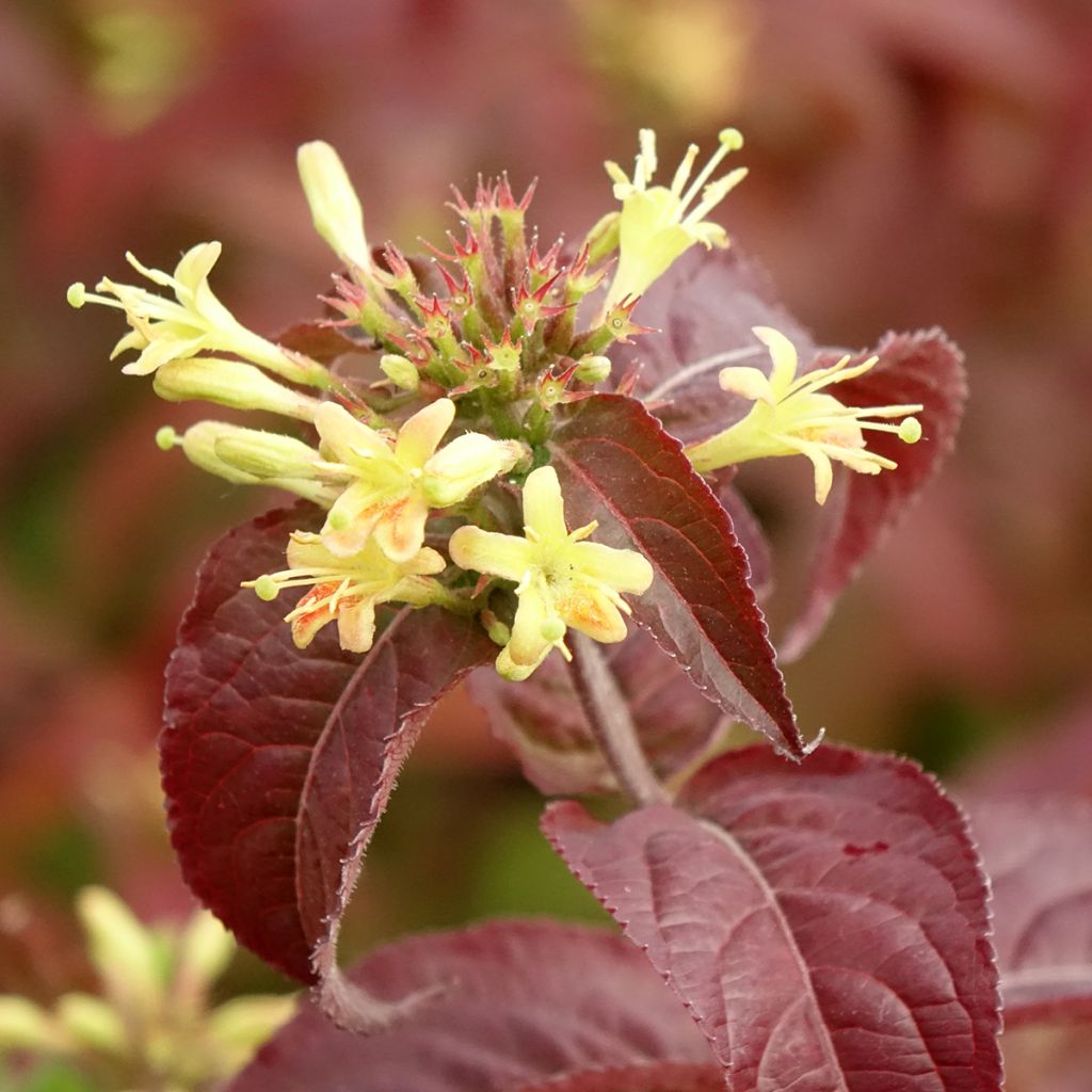 Diervilla rivularis Troja Black - Amerikaanse weigelia