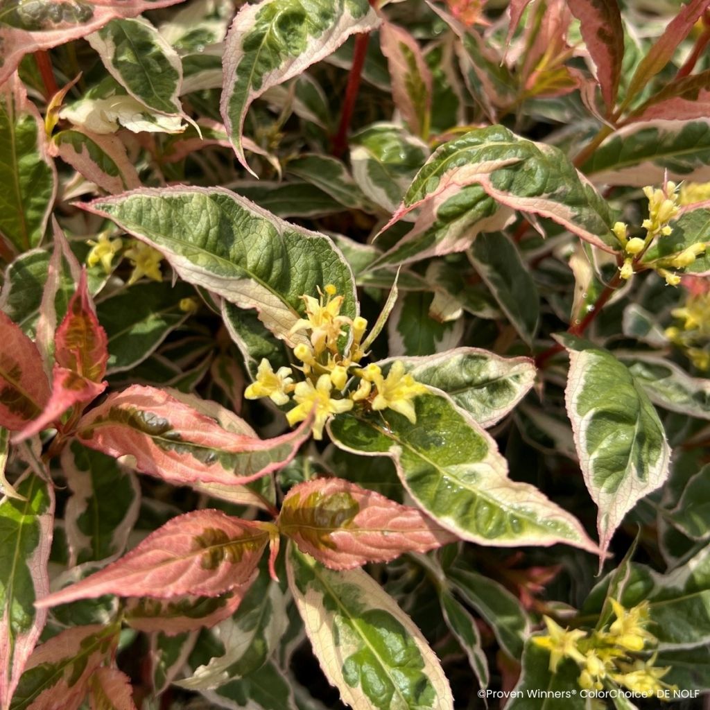 Diervilla Kodiak Mixx - Amerikaanse weigelia