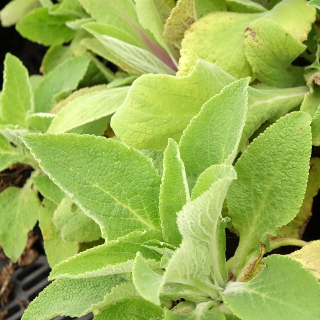 Digitalis purpurea Monstrosa - Vingerhoedskruid