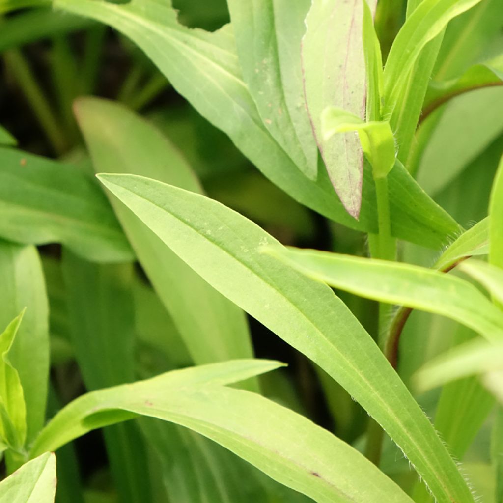 Digitalis lanata Café Crème - Wollig vingerhoedskruid