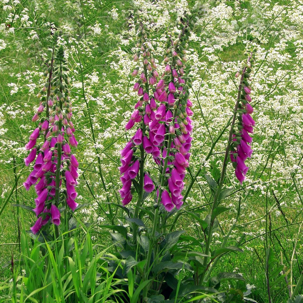 Digitalis purpurea - Vingerhoedskruid