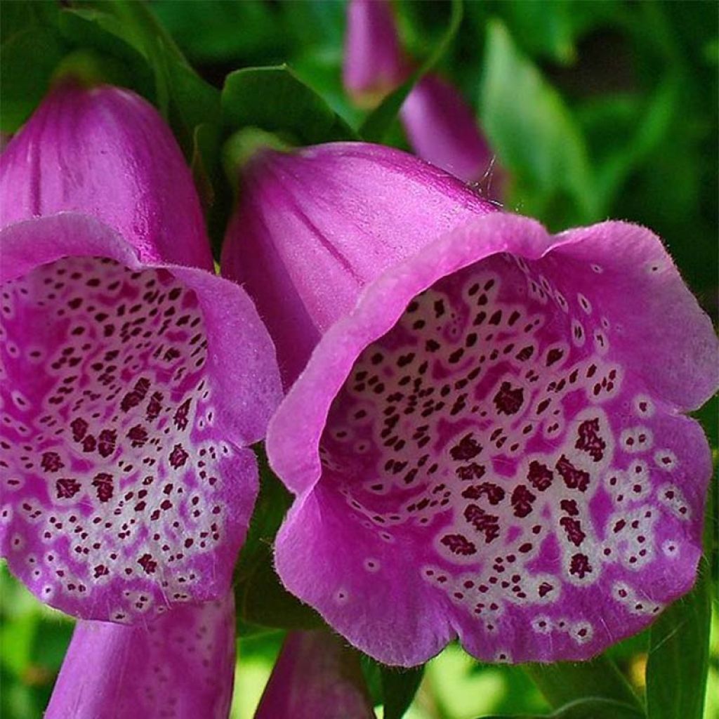 Digitalis purpurea - Vingerhoedskruid