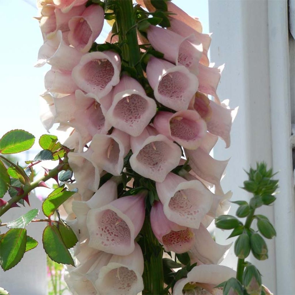 Digitalis purpurea Suttons Apricot - Vingerhoedskruid