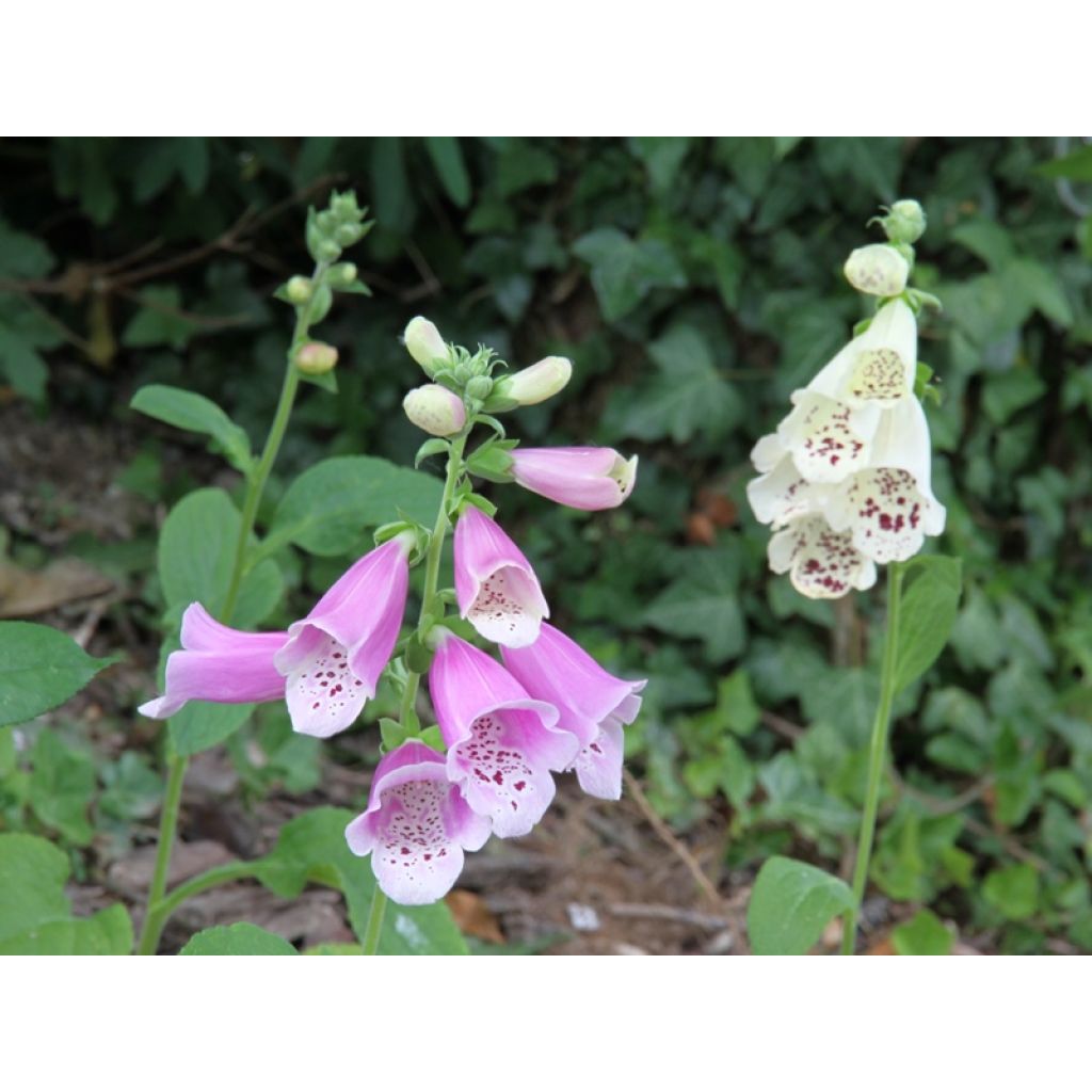 Digitalis Dalmatian - Vingerhoedskruid