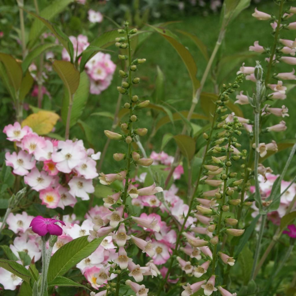 Digitalis Glory of Roundway - Vingerhoedskruid