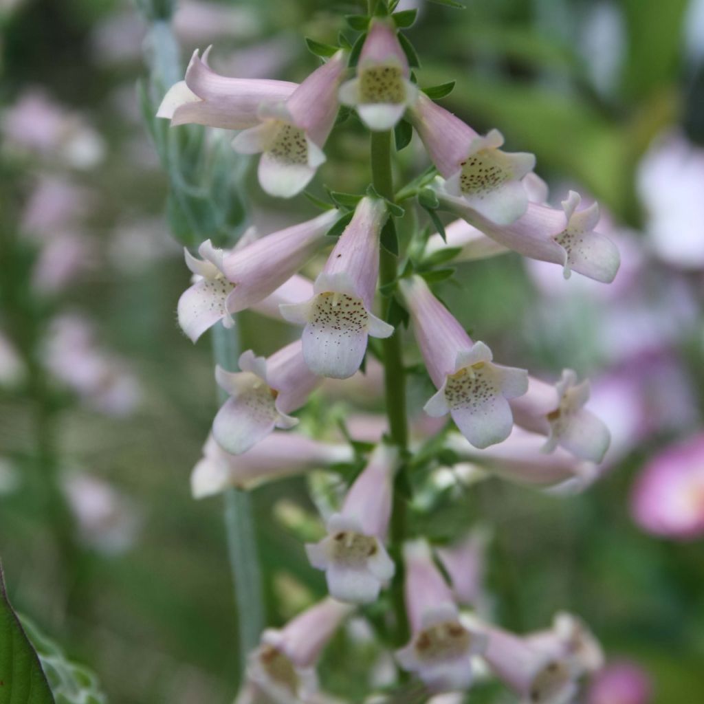 Digitalis Glory of Roundway - Vingerhoedskruid