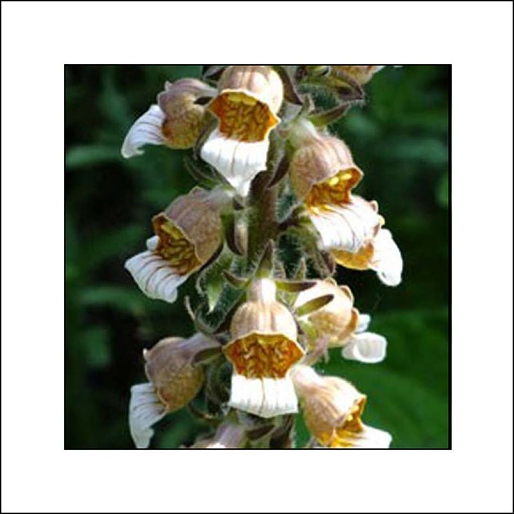 Digitalis lanata Café Crème - Wollig vingerhoedskruid
