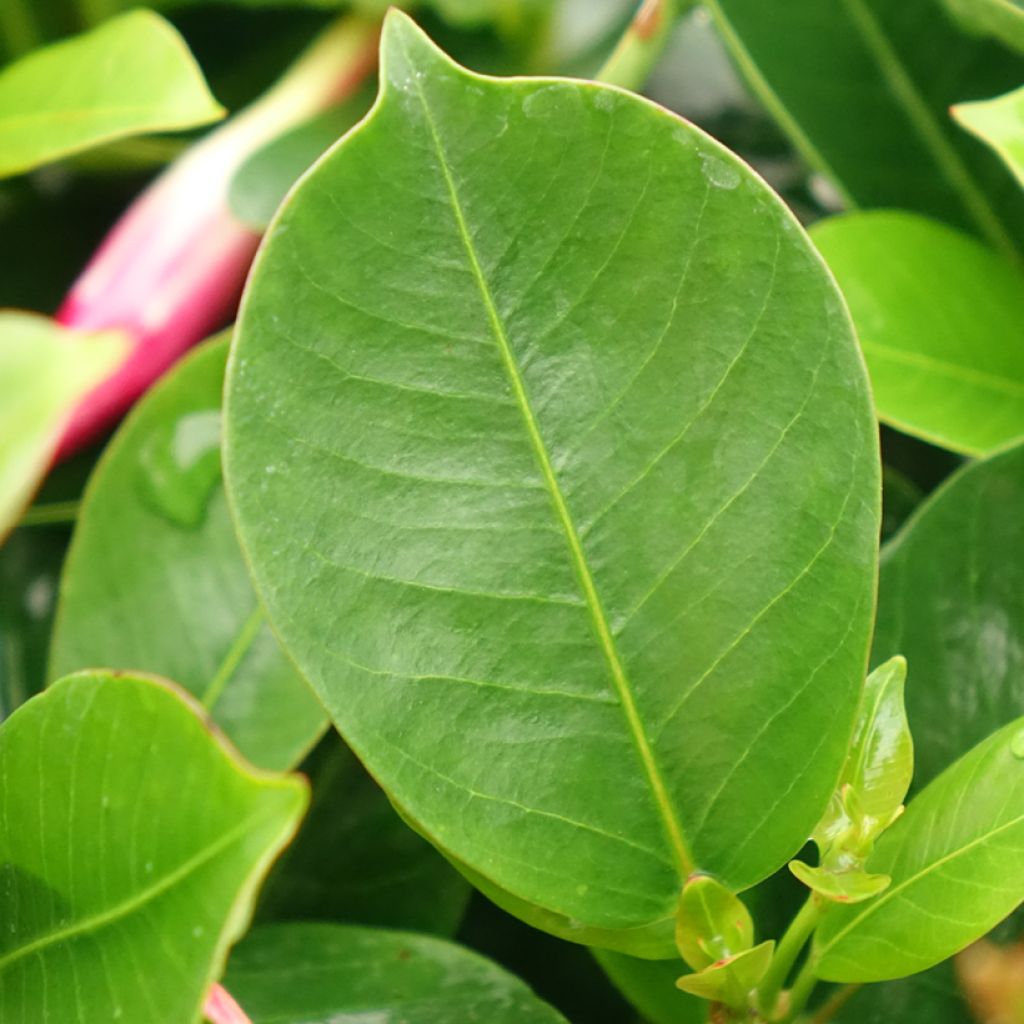 Dipladenia BELLA Compact Rood - Mandevilla