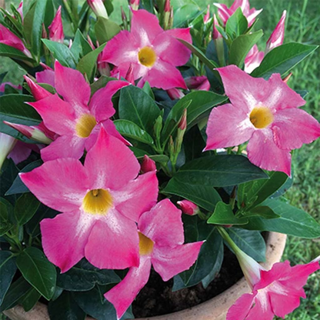Dipladenia BELLA Pink Star - Mandevilla