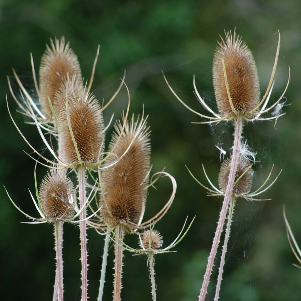 Dipsacus fullonum - Grote kaardebol
