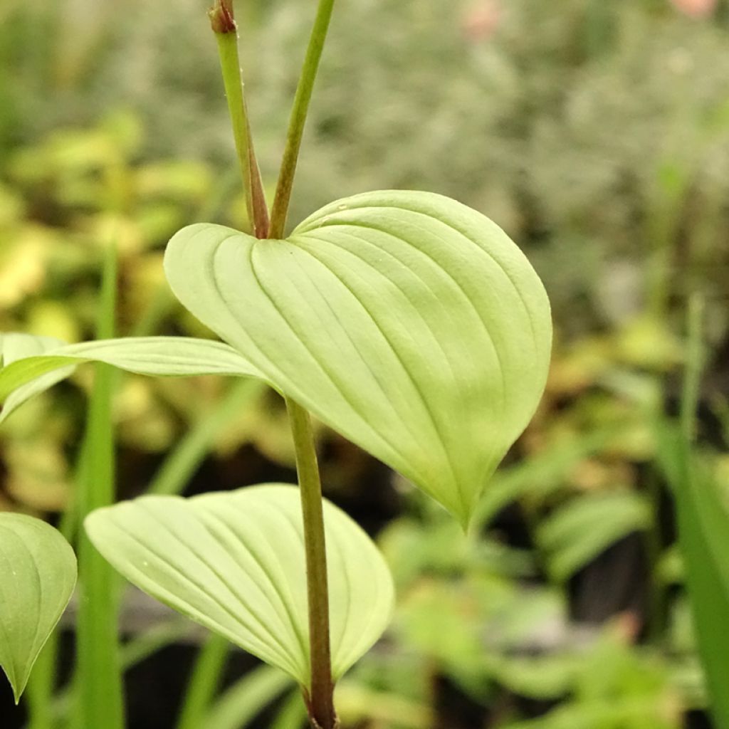 Disporum uniflorum - Elfenklokje