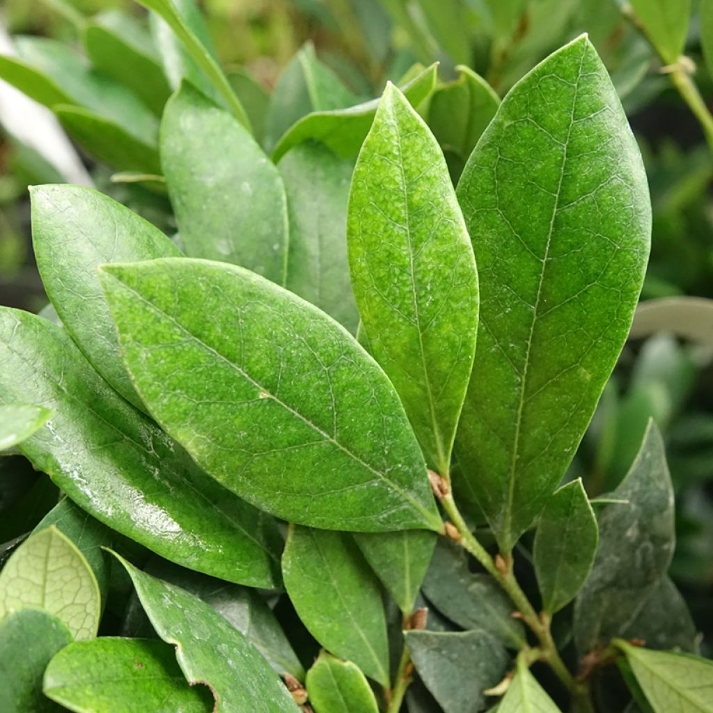 Distylium Coppertone - Winter toverhazelaar