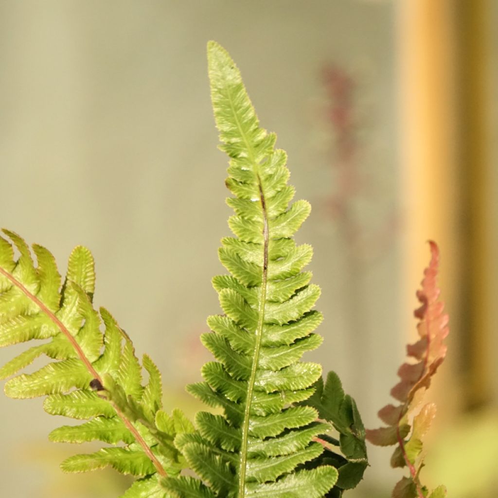 Doodia media - Raspvaren