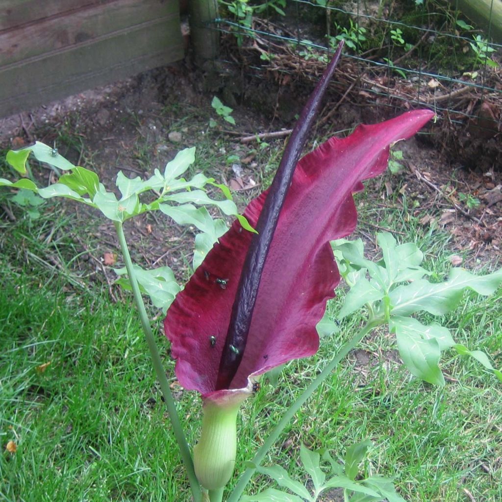 Dracunculus vulgaris - Drakenwortel