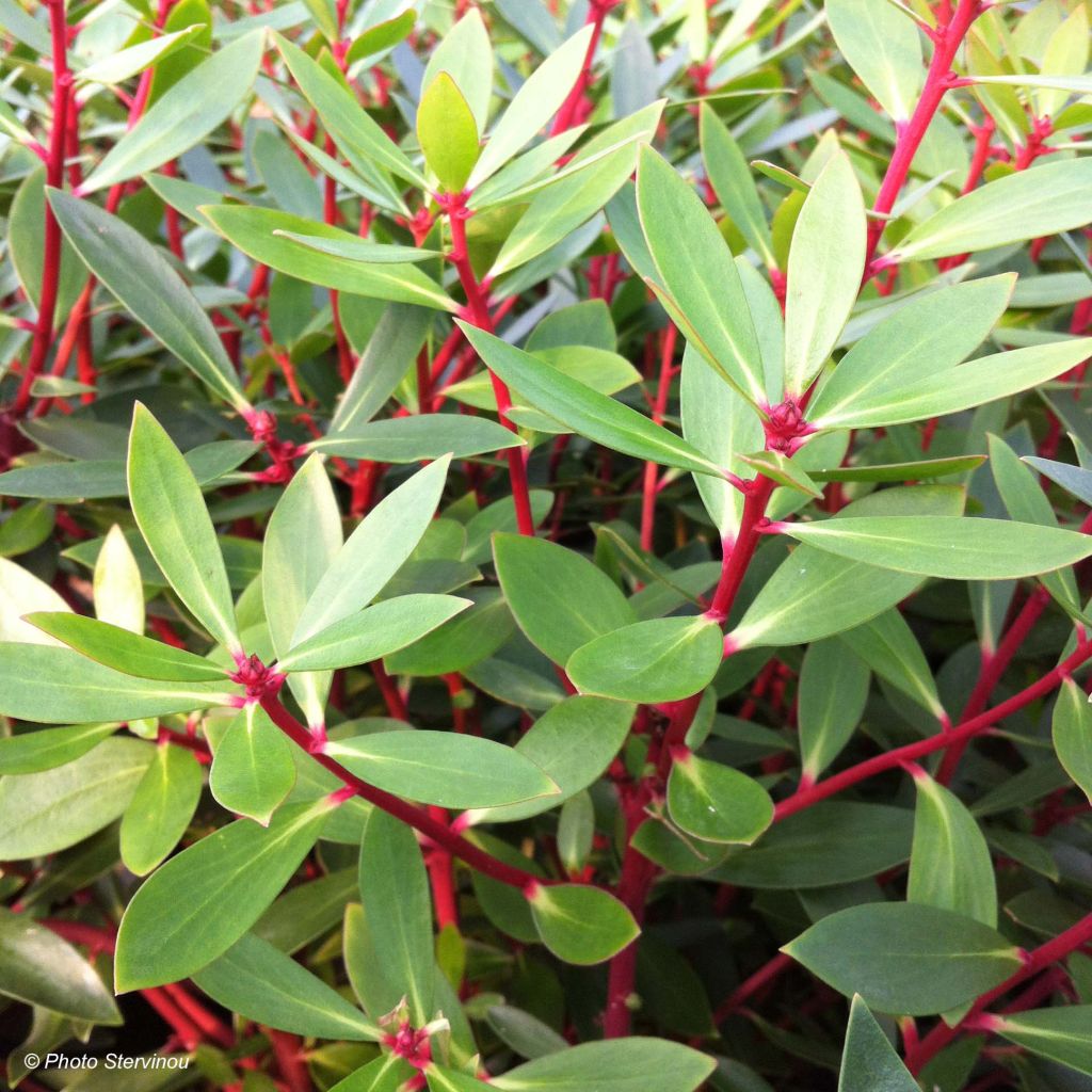 Drimys aromatica - Tasmaanse bergpeper