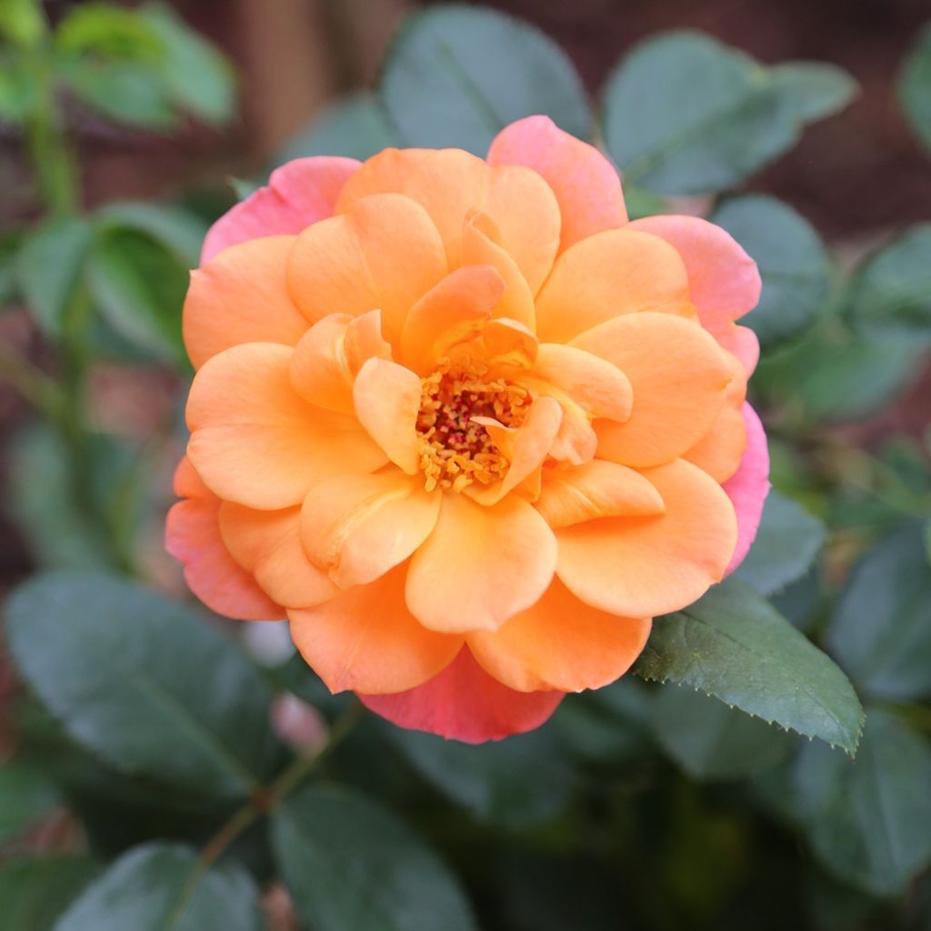 Rosa Sugar Candy Rose - Trosroos