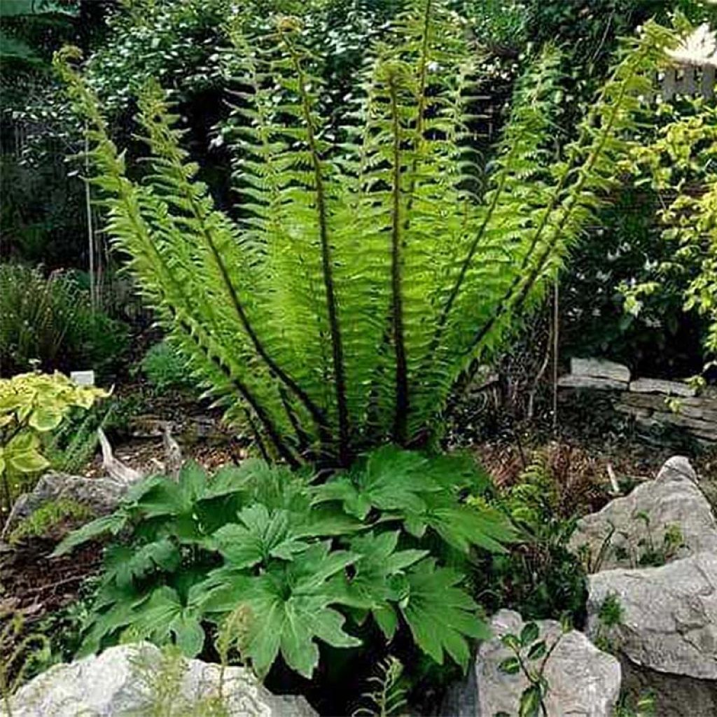 Dryopteris crassirhizoma - Niervaren