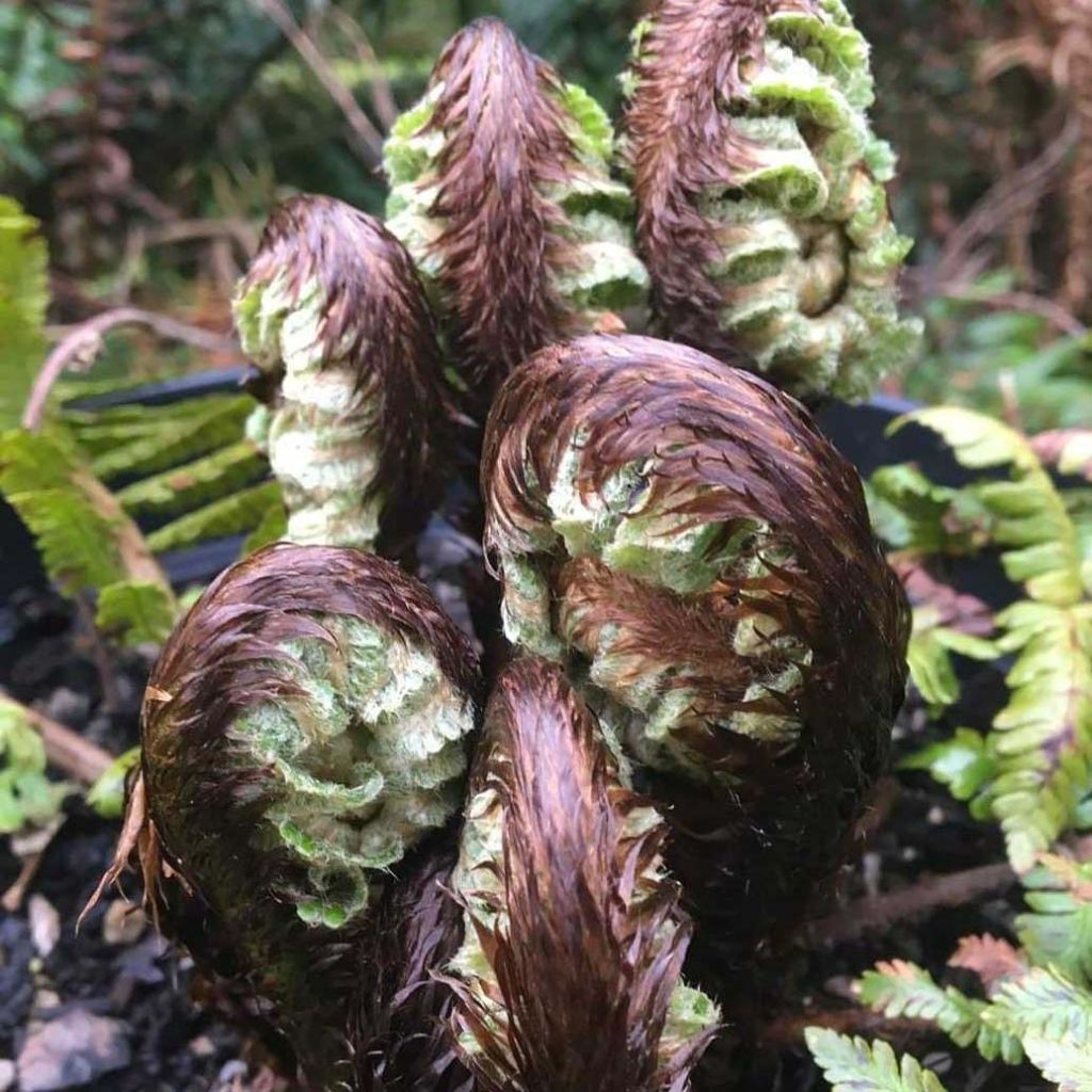 Dryopteris crassirhizoma - Niervaren