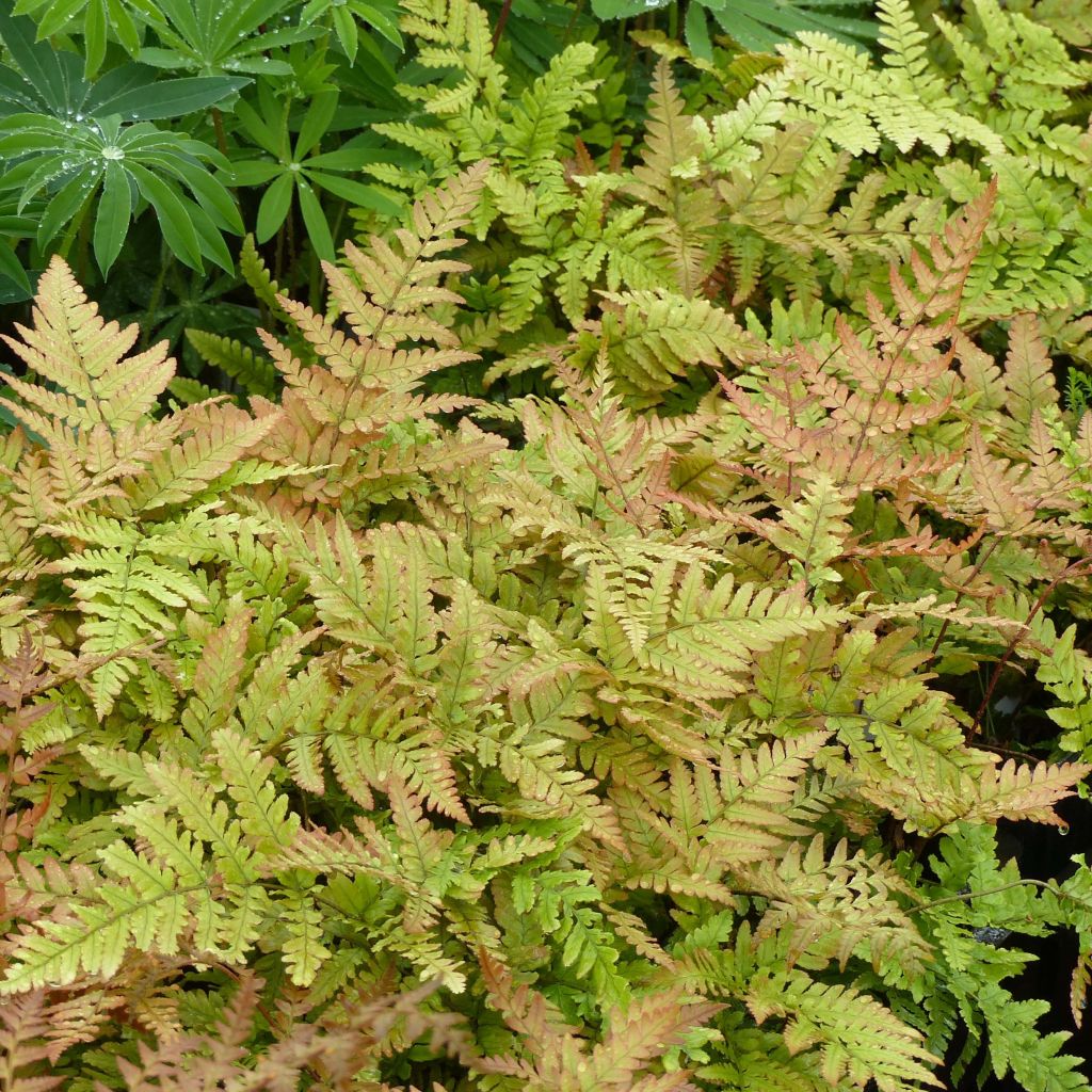 Dryopteris erythrosora - Herfstvaren
