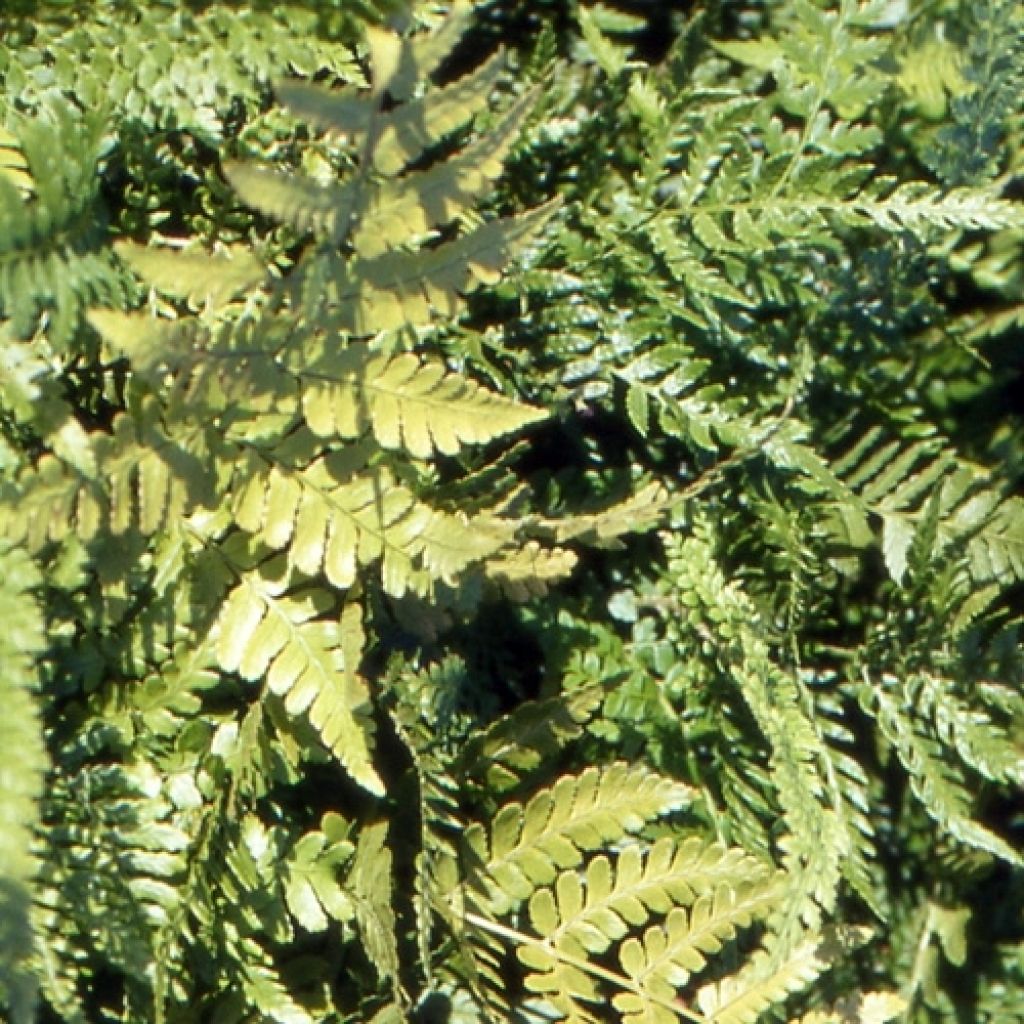 Dryopteris erythrosora Prolifica - Herfstvaren