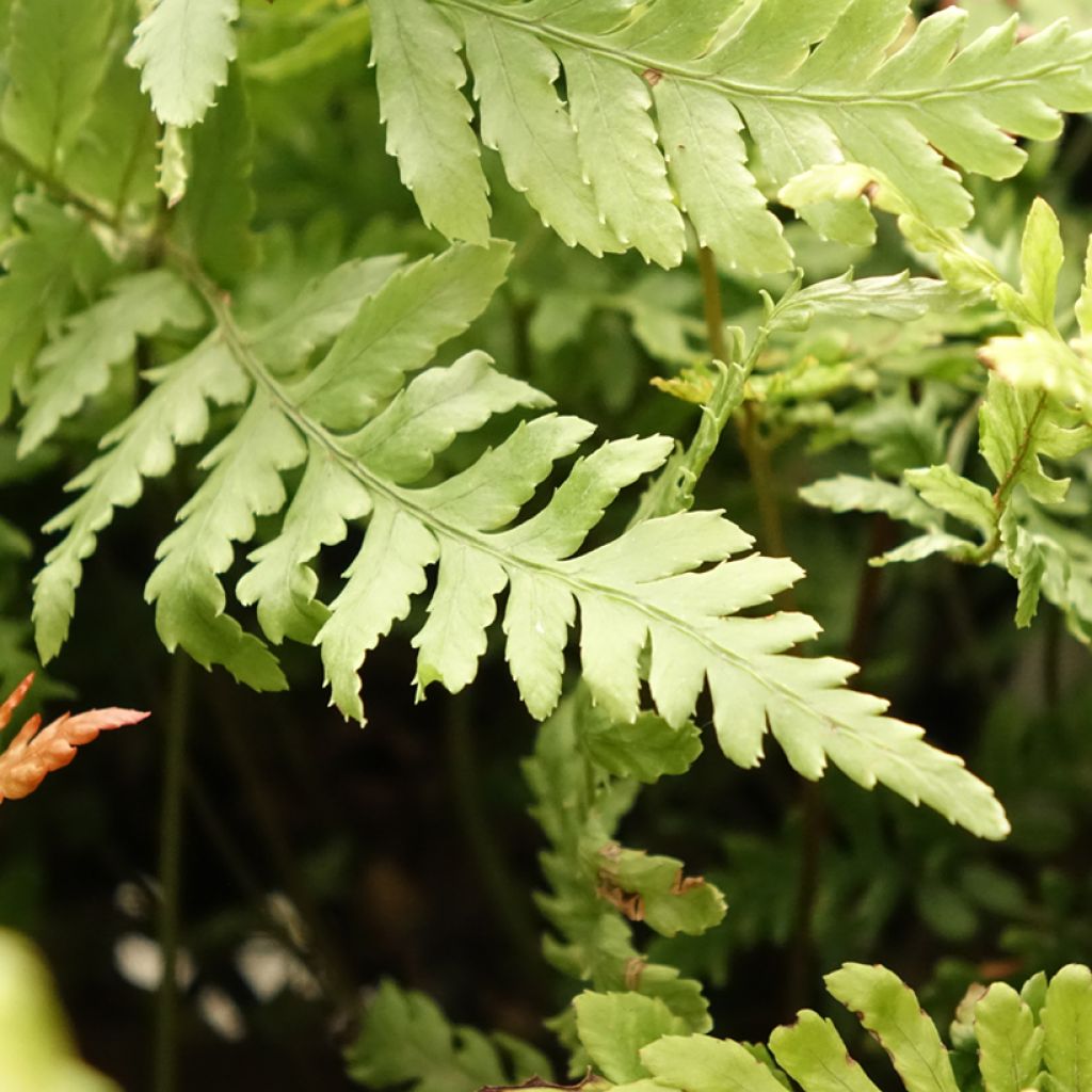 Dryopteris erythrosora Prolifica - Herfstvaren