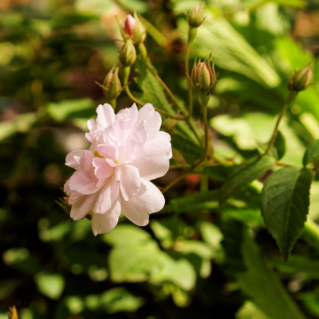 Rosa Paul's Himalayan Musk - Ramblerroos