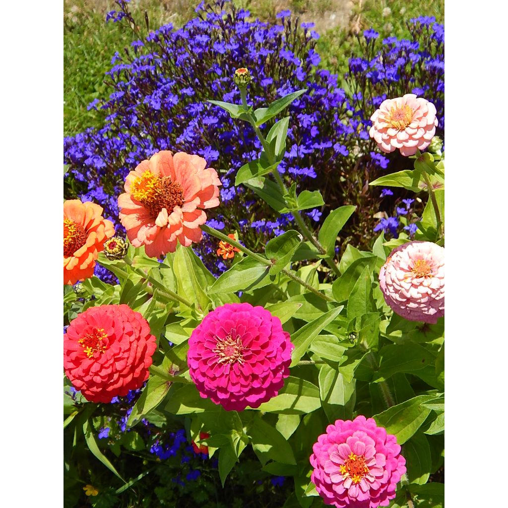 Zinnia elegans Lilliput Mix (zaad) - Zahara-bloem