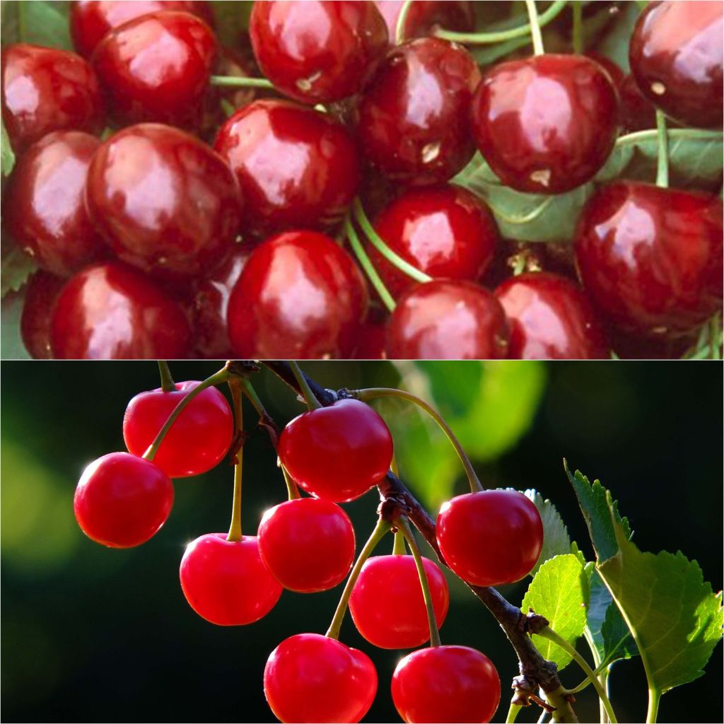 Duo bestuivende kersenbomen op halfstam voor grote tuinen