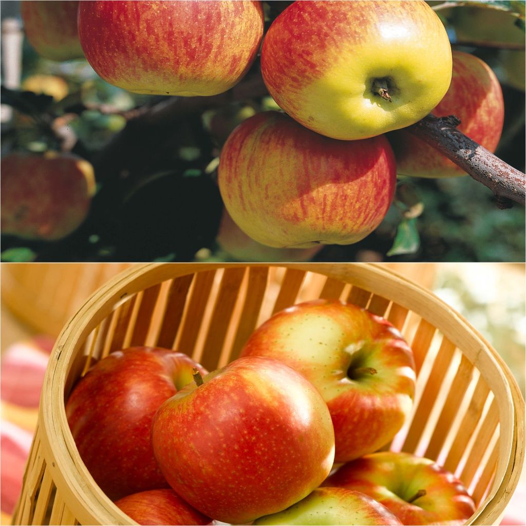 Duo bestuiver voor Delbard-tafelappels met gespreide oogst