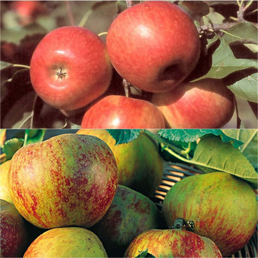 Bestuivingsduo voor appels voor uw gebak