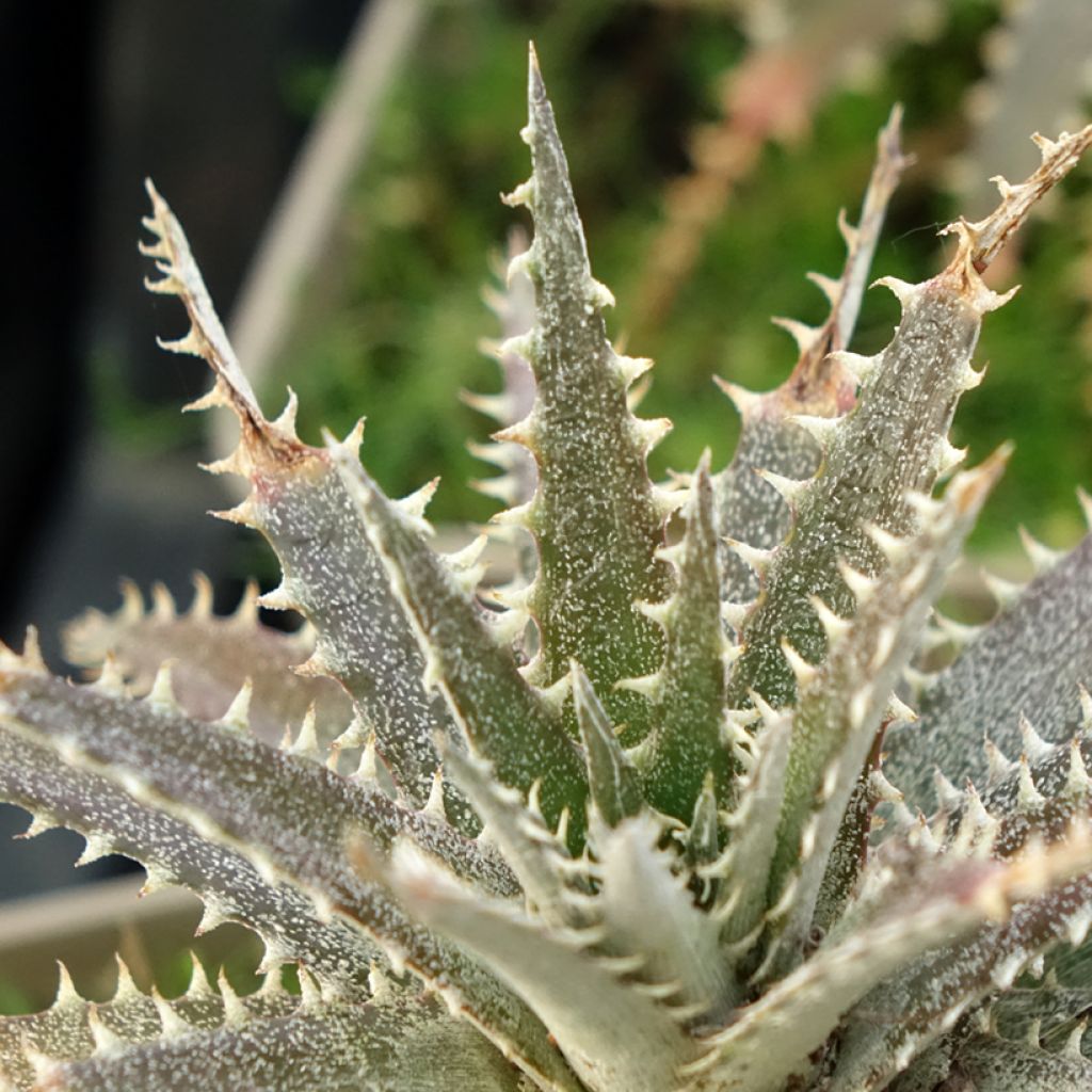 Dyckia Grand Marnier