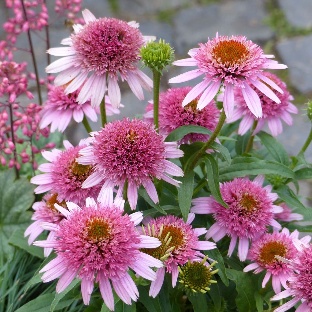 Echinacea purpurea Butterfly Kisses - Rode zonnehoed