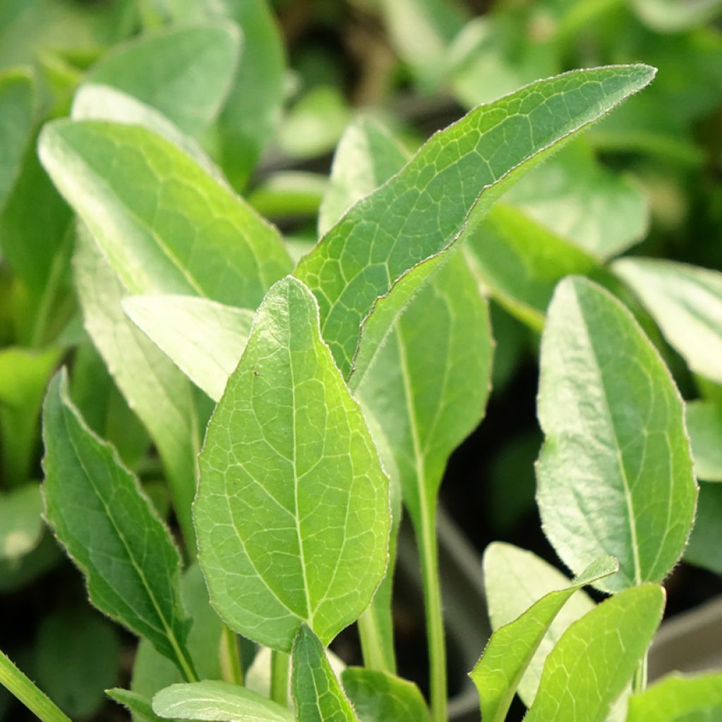 Echinacea purpurea Butterfly Kisses - Rode zonnehoed