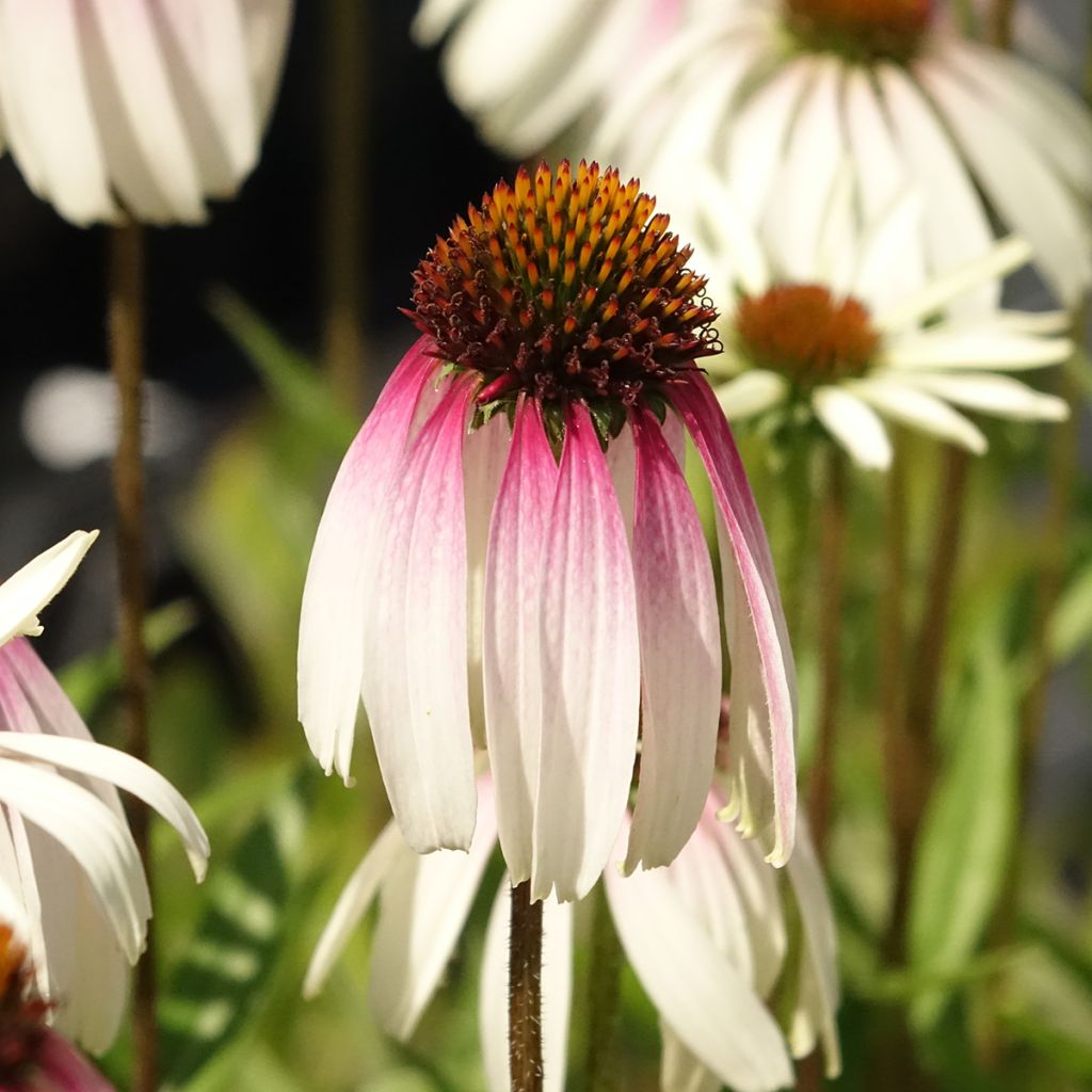 Echinacea JS Engeltje Pretty Parasols - Rode zonnehoed