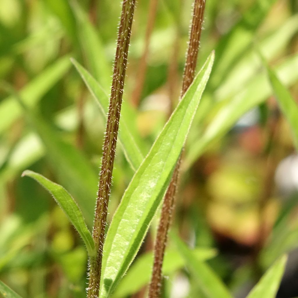 Echinacea JS Engeltje Pretty Parasols - Rode zonnehoed