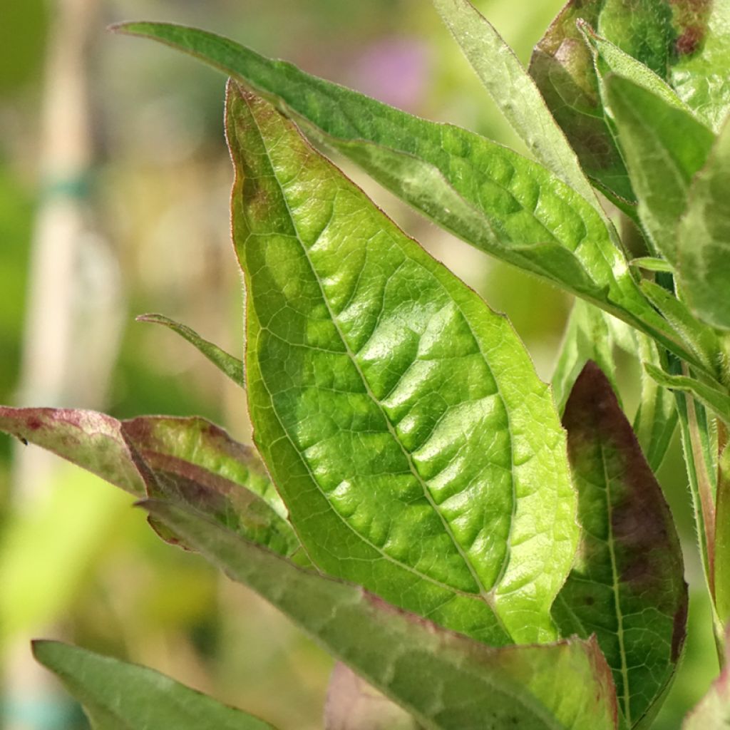 Echinacea purpurea Lakota Red - Rode zonnehoed