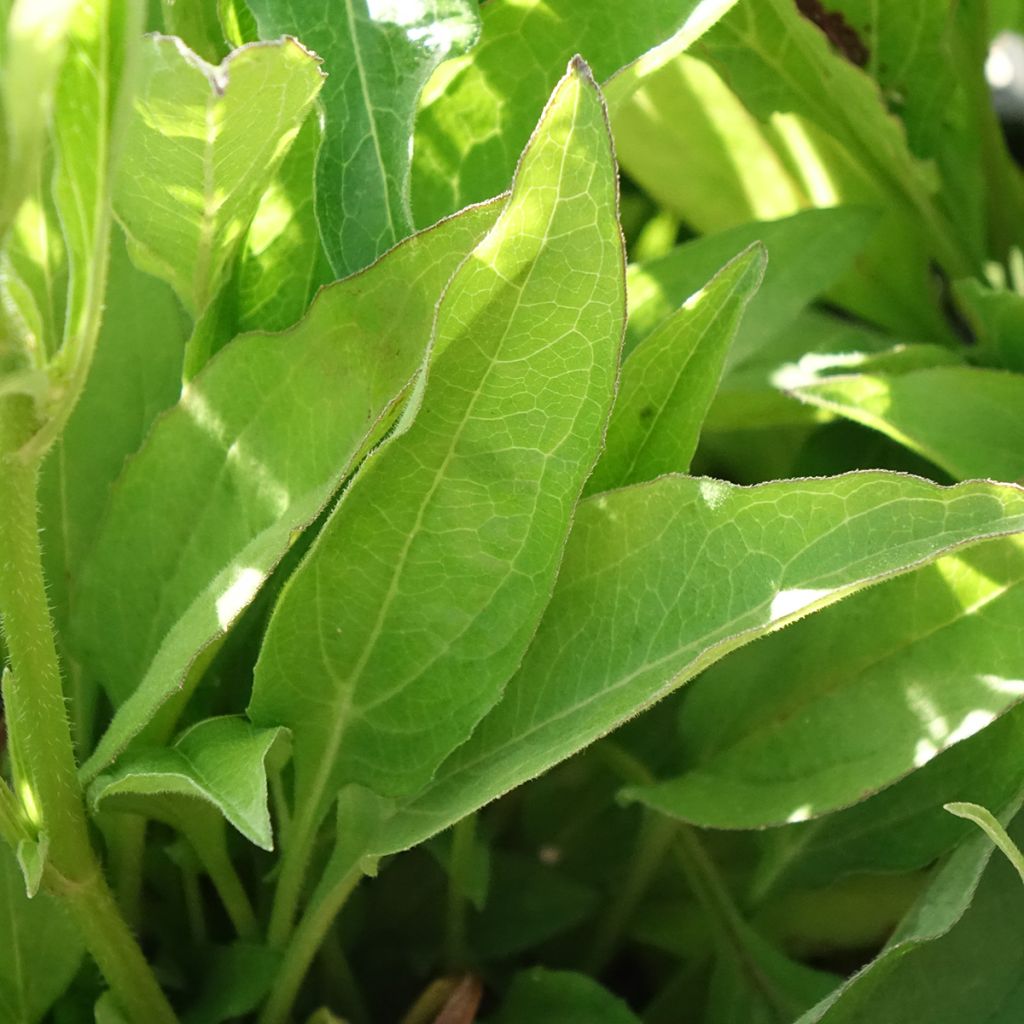 Echinacea purpurea Orange Skipper - Rode zonnehoed