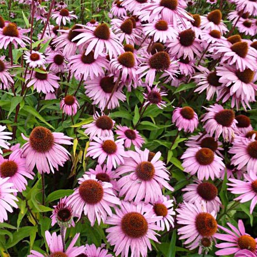 Echinacea purpurea Augustkönigin - Rode zonnehoed
