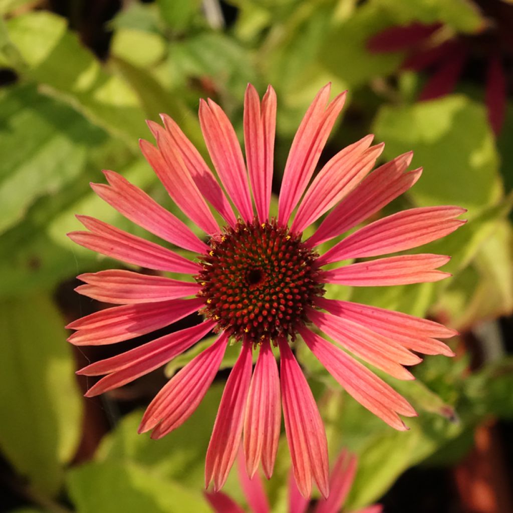 Echinacea purpurea Summer Cocktail - Rode zonnehoed