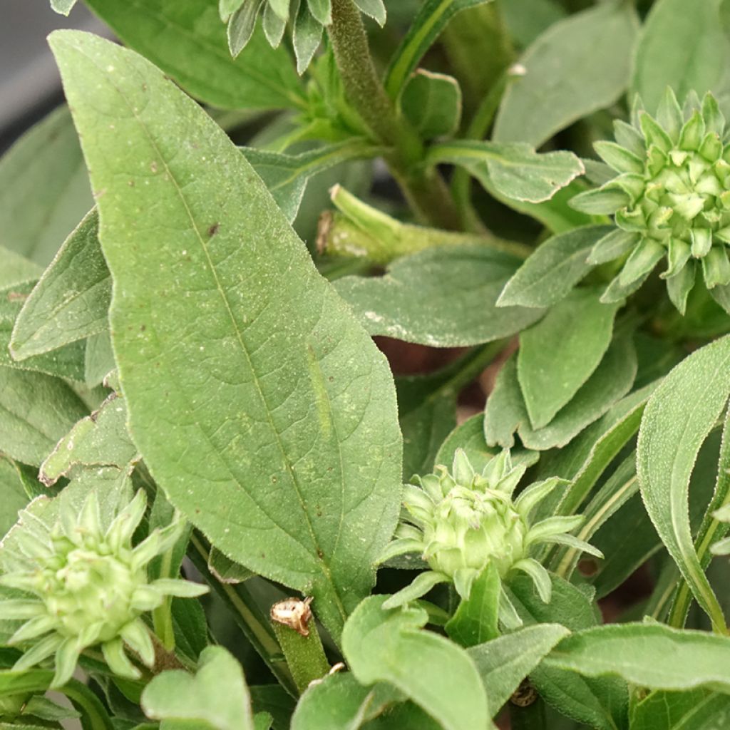 Echinacea purpurea SunSeekers Rainbow - Rode zonnehoed