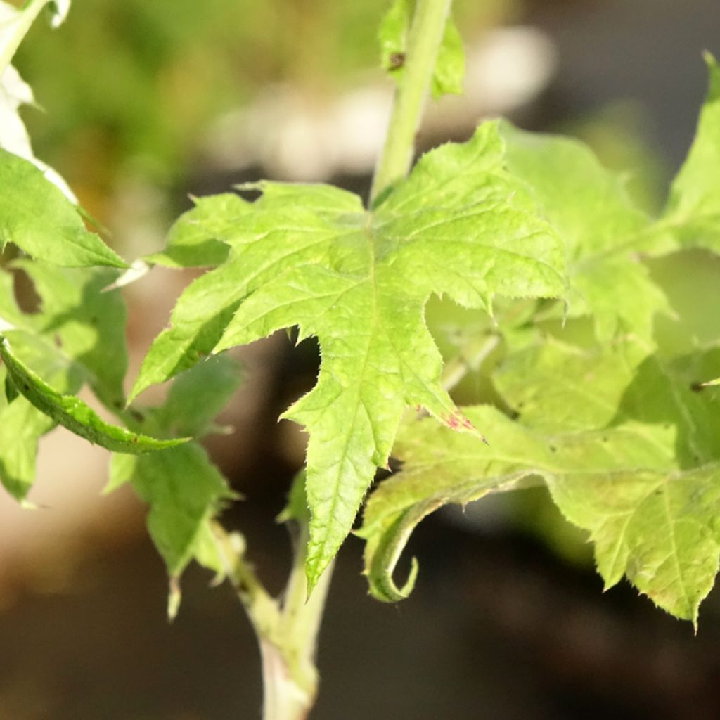 Echinops bannaticus Blue Glow - Kogeldistel