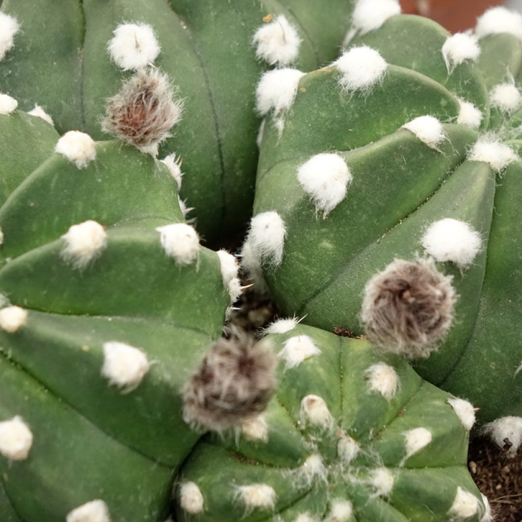 Echinopsis subdenudata - Domino cactus