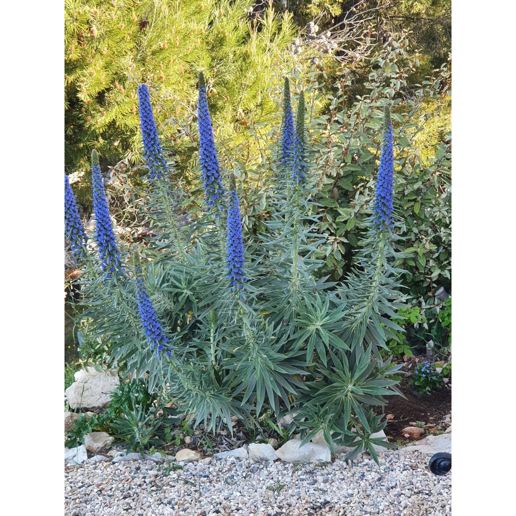 Echium candicans - Trots van Madeira
