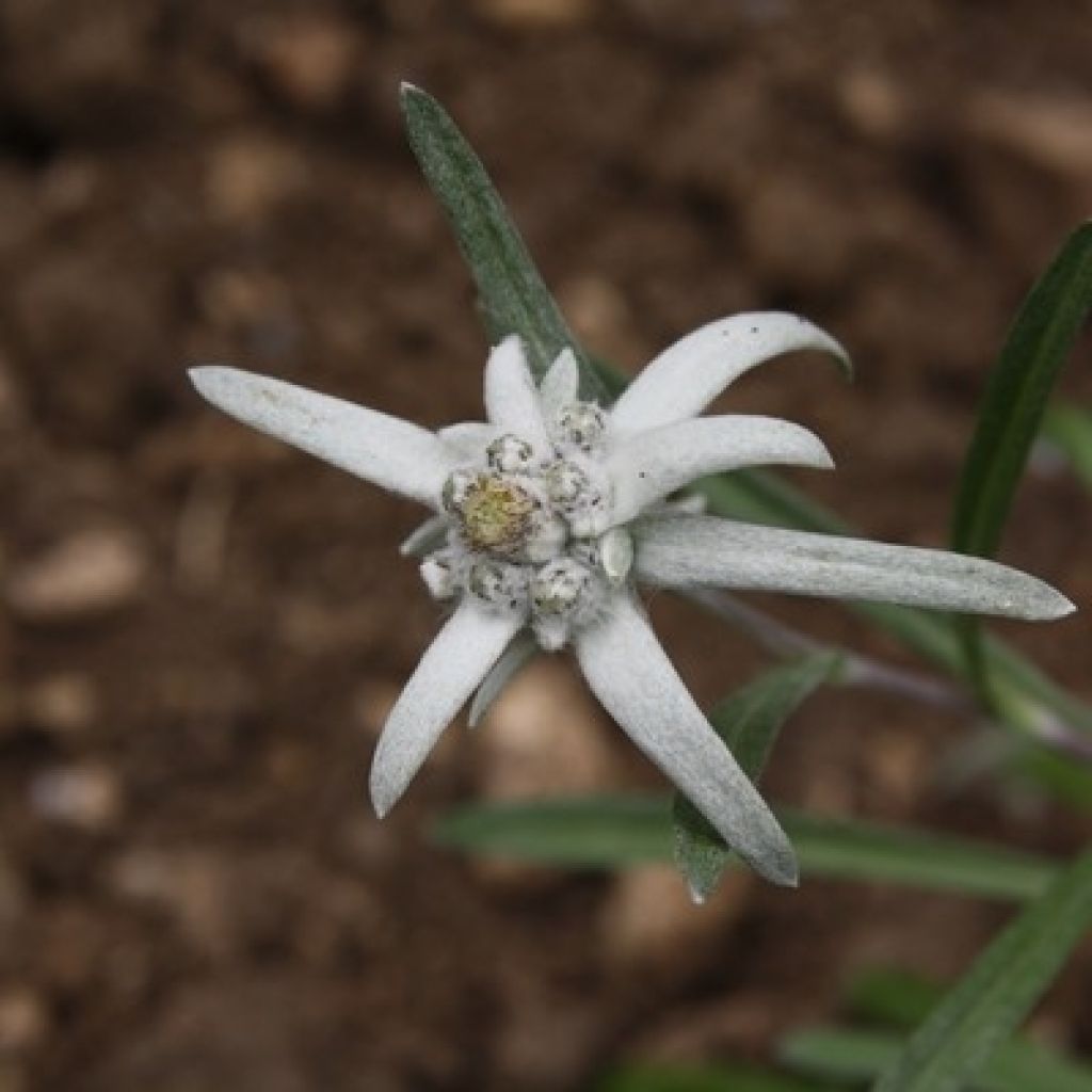 Leontopodium alpinum - Edelweiss