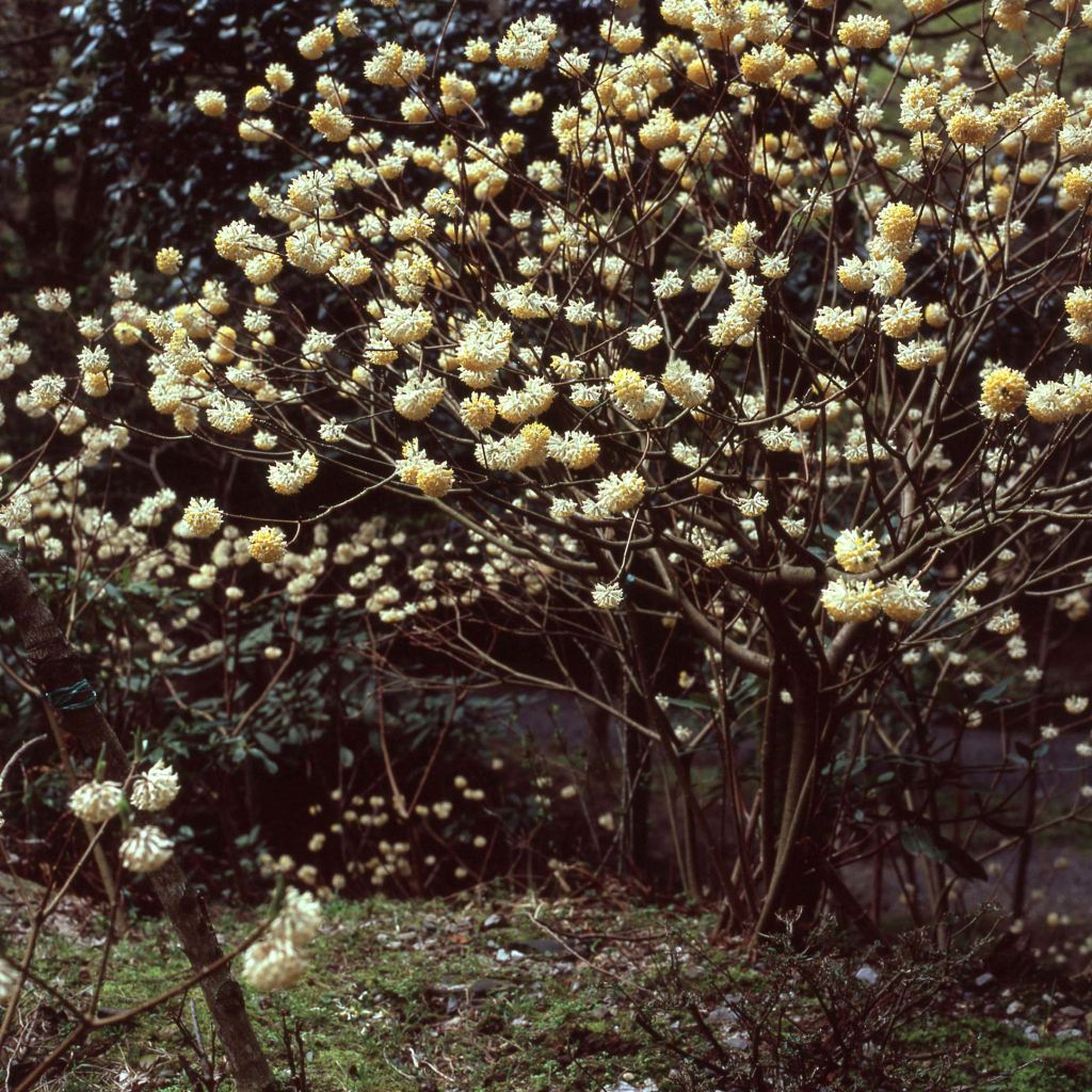 Edgeworthia chrysantha - Papierstruik