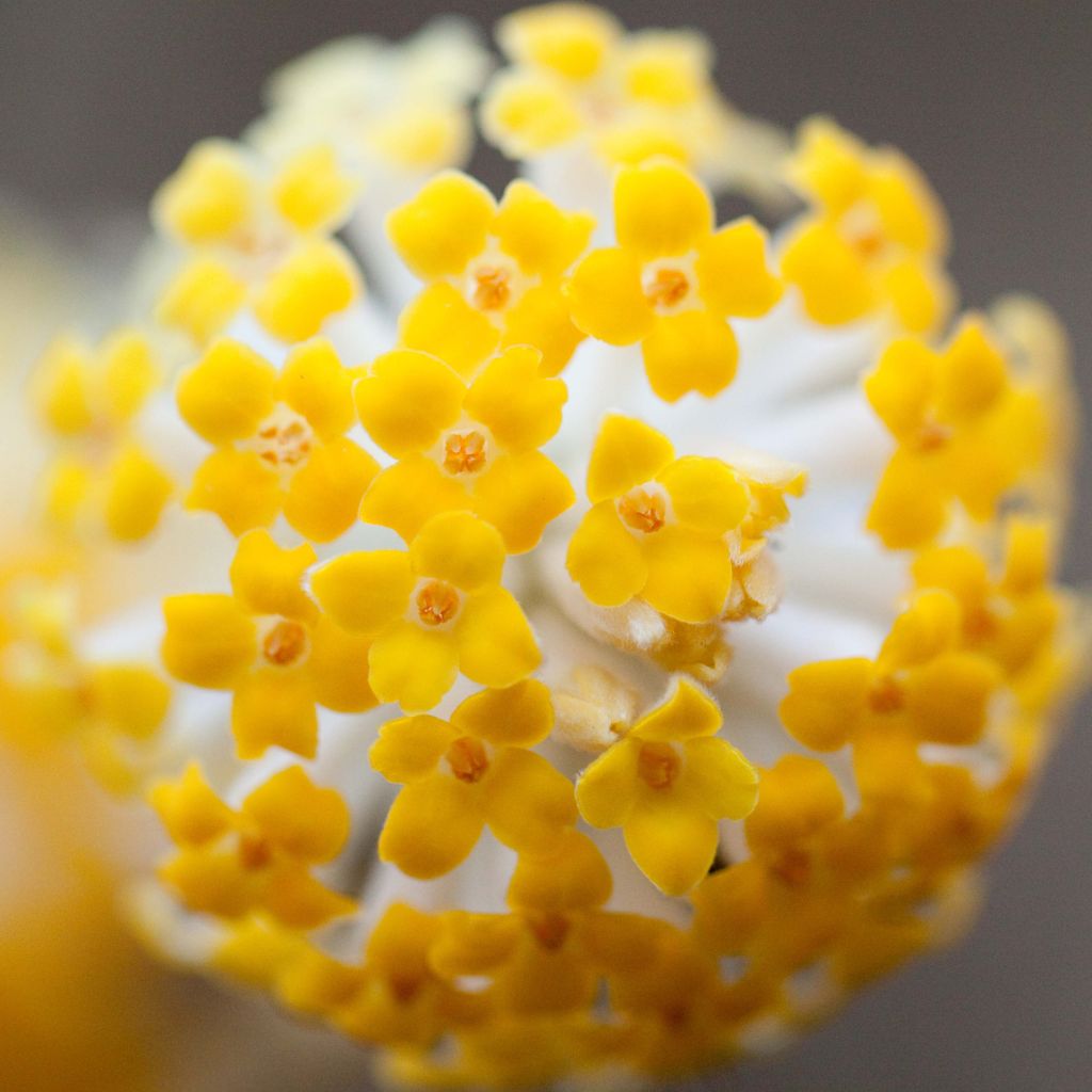 Edgeworthia chrysantha - Papierstruik