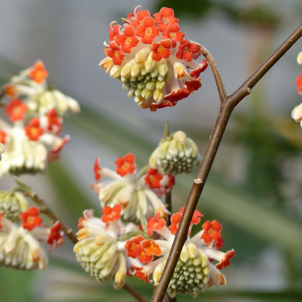 Edgeworthia chrysantha Red Dragon Akebono - Papierstruik